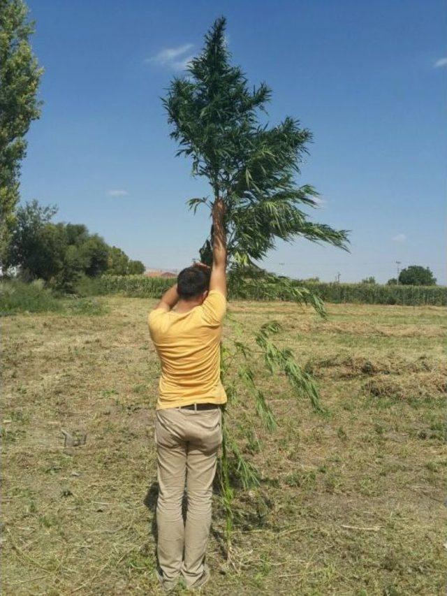 Mısırların Arasında Kök Kenevir Ele Geçirildi