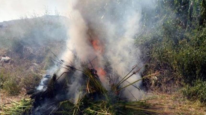 Kayseri'de Mısır Tarlasında 13 Bin K&ouml;k Kenevir Ele Ge&ccedil;irildi