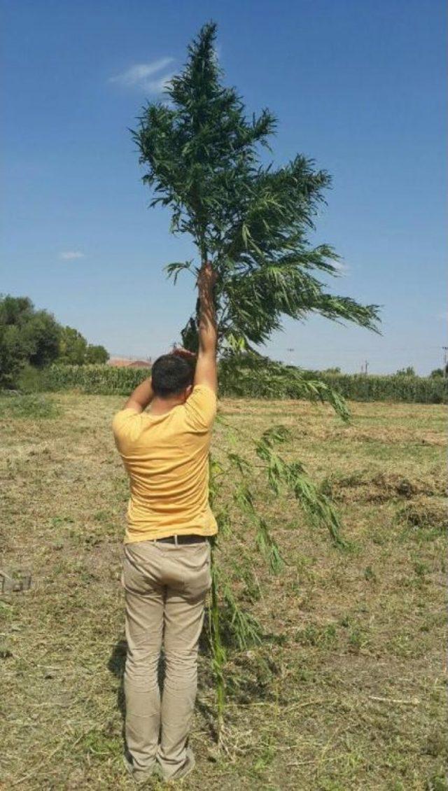 Kayseri de Mısır Tarlasında 13 Bin K&ouml;k Kenevir Ele Ge&ccedil;irildi 1