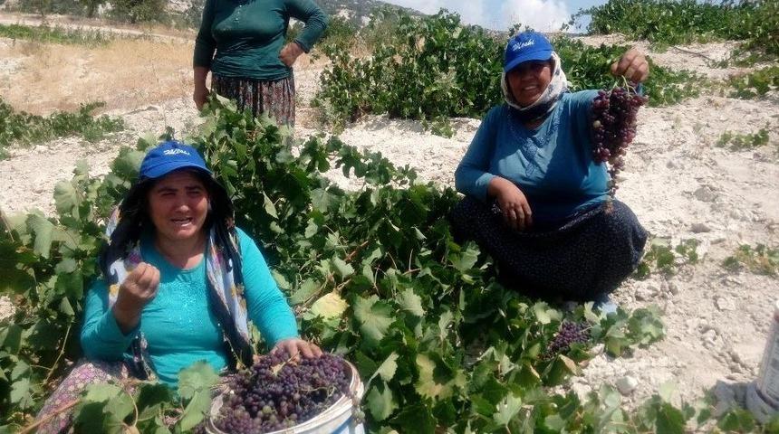 Gülnar’da Kişniş Üzüm Hasadına Başlandı
