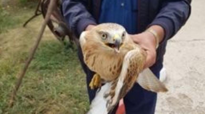 Yaralı Doğan Tedavi Altına Alındı