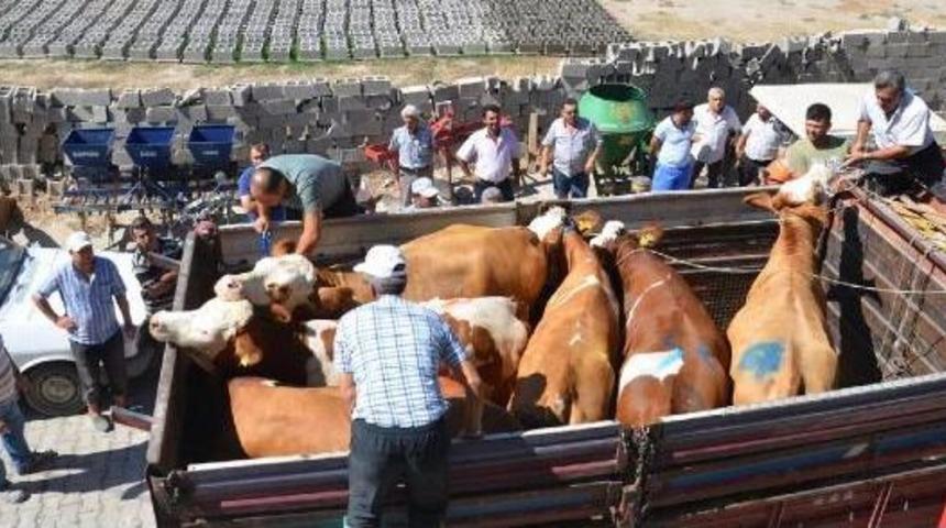 Simental D&uuml;veler Sahiplerini Buldu