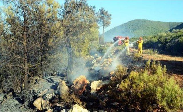 Bodrum da 1 Hektarlık Ormanlık Alanı K&uuml;le &Ccedil;evirdi 2