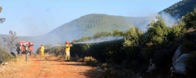 Bodrum da 1 Hektarlık Ormanlık Alanı K&uuml;le &Ccedil;evirdi 3