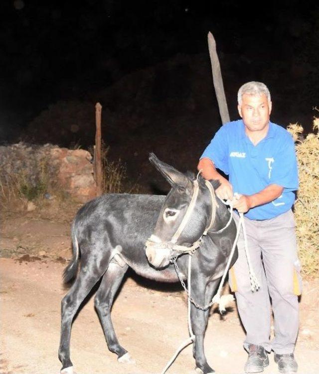 Muğla'da Orman Yangını (6)