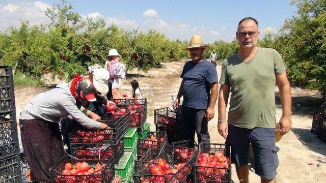 Mersin’de İlk Nar Hasadı Yapıldı