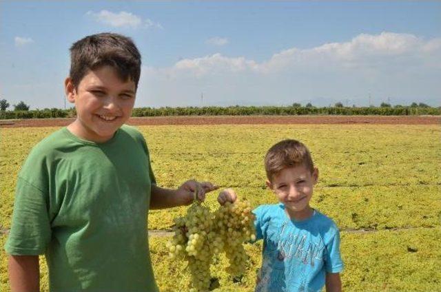 İngiltere, 5 Çayında Türk Kuru Üzümü Tüketiyor