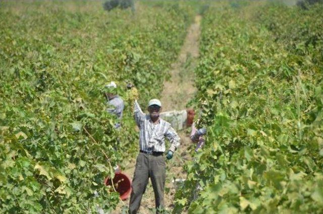 İngiltere, 5 Çayında Türk Kuru Üzümü Tüketiyor