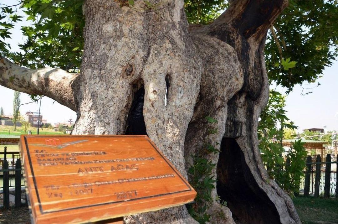 Battalgazi&rsquo;nin &Ccedil;ınarı Zamana Meydan Okuyor