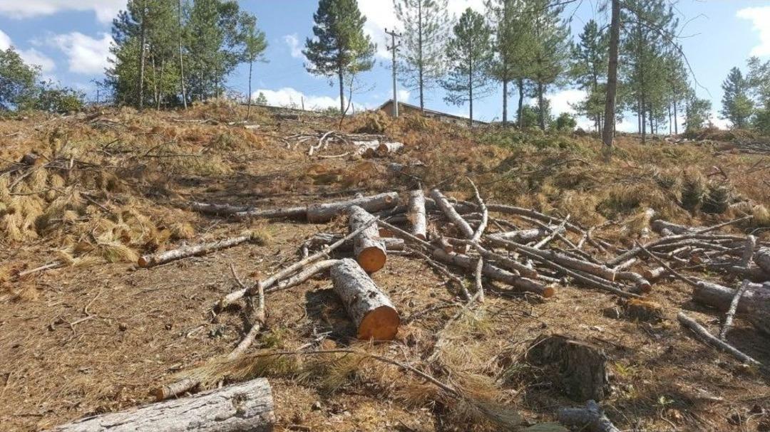 Şaphane&rsquo;de Ağa&ccedil; Katliamı