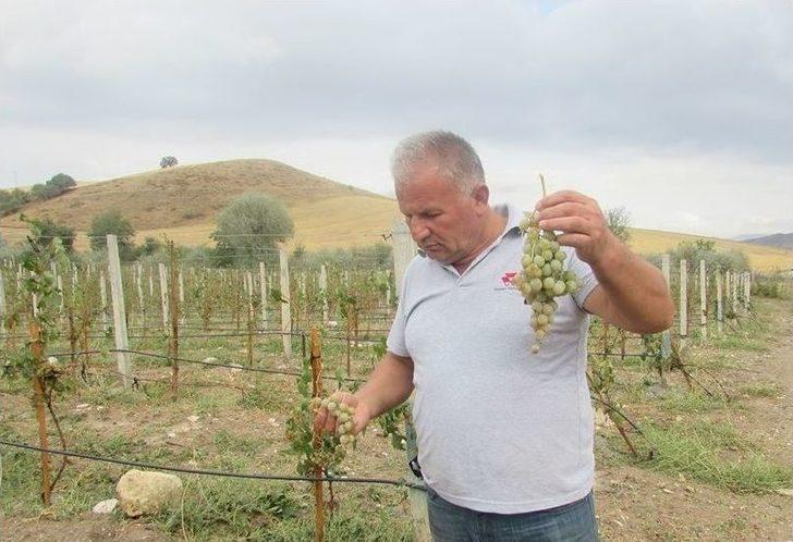 Dolu Üzüm Bağlarını Vurdu G4