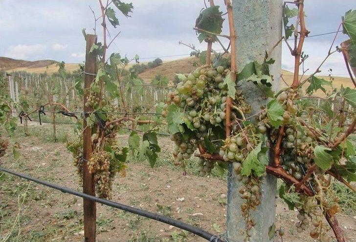 Dolu Üzüm Bağlarını Vurdu G5