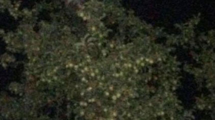 Ayının, Meyve Ağacında Yemek Keyfi