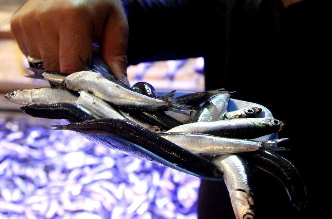 Sezon A&ccedil;ıldı Hamsi 15 Liraya D&uuml;şt&uuml;