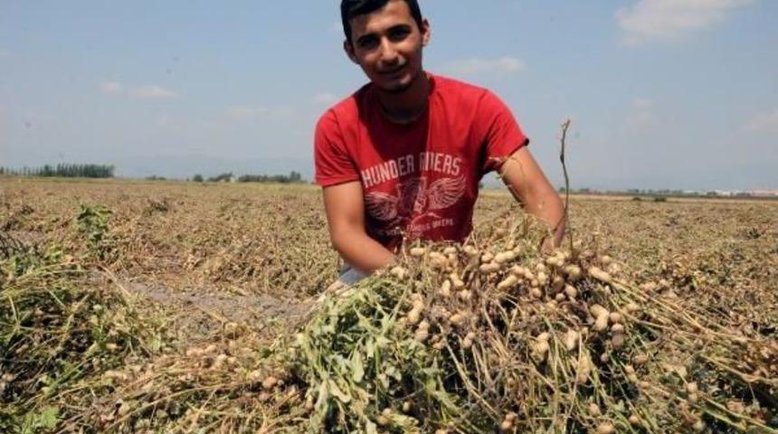 Yerfıstığında D&uuml;ş&uuml;k Rekolte &Uuml;reticiyi &Uuml;zd&uuml;