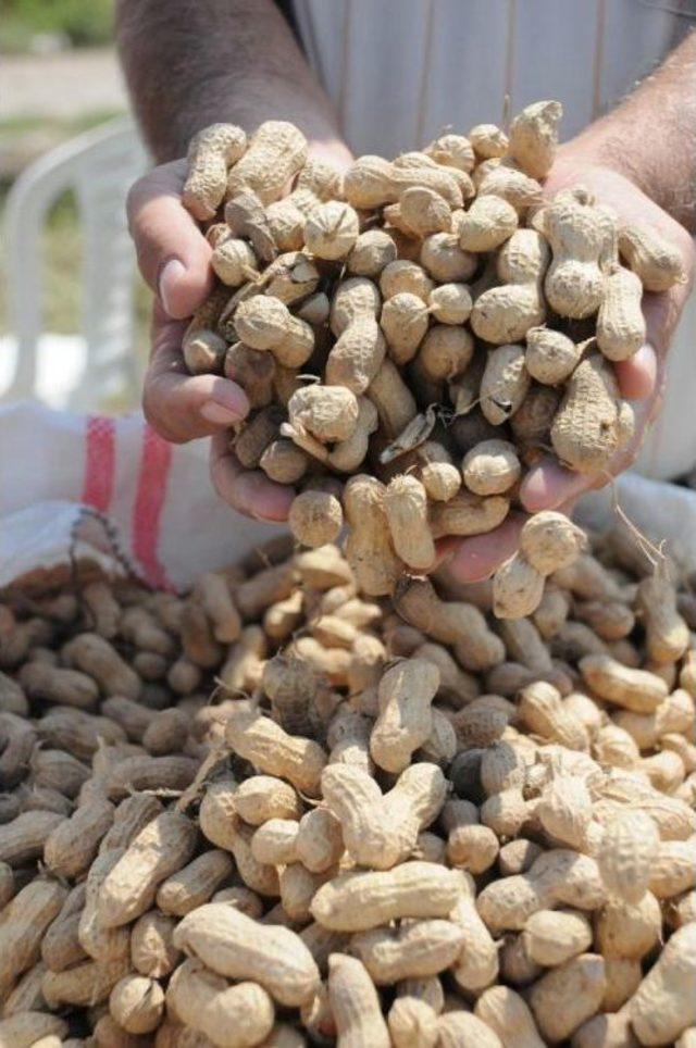 Yerfıstığında D&uuml;ş&uuml;k Rekolte &Uuml;reticiyi &Uuml;zd&uuml; 2