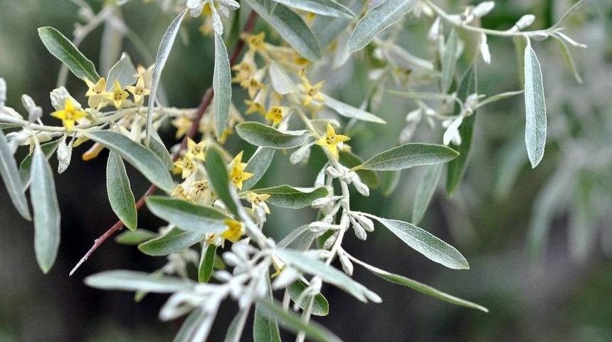 İğde Eylem Planı İle 1 Milyondan Fazla Fidan Toprakla Buluşacak