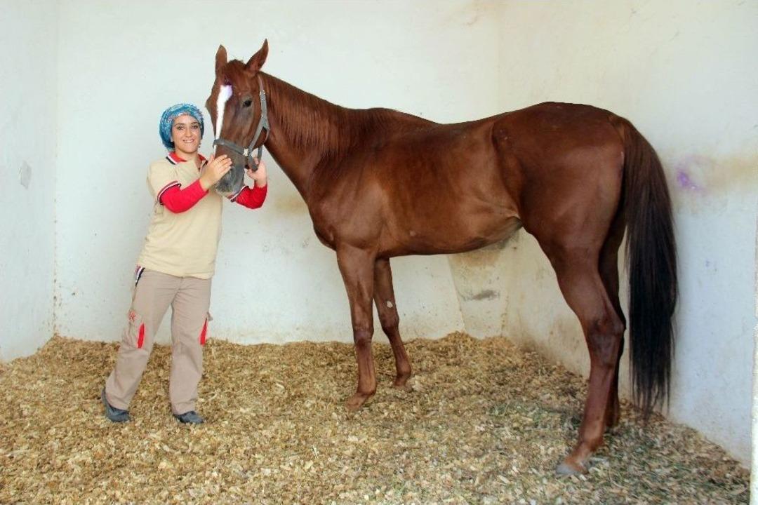 Gamze, At Fobisini Yendi Seyis Oldu