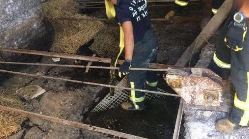 Foseptik Kuyusuna D&uuml;şen Eşeği Itfaiye Kurtardı