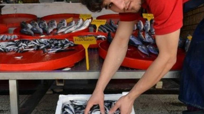 Hamsi Bu Sezon Kendini Erken G&ouml;sterdi