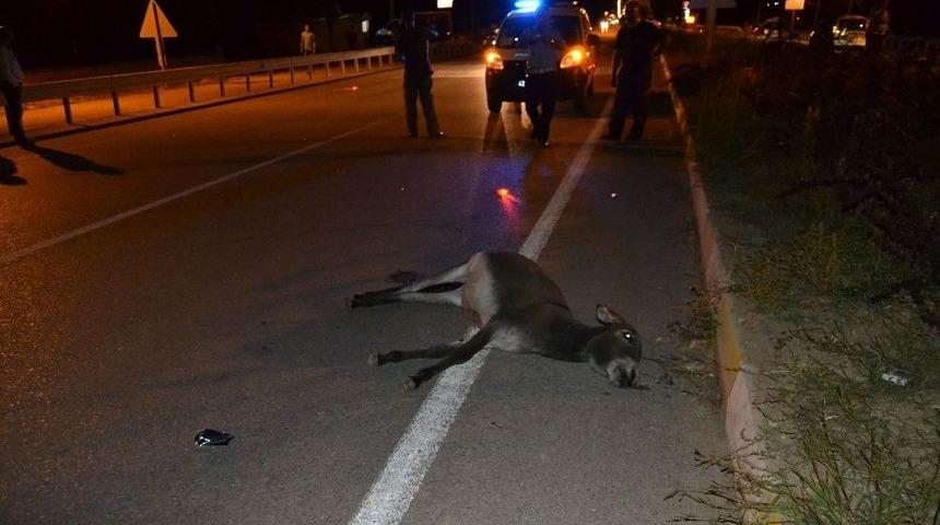 Başıboş Hayvanlar Kazaya Neden Oldu