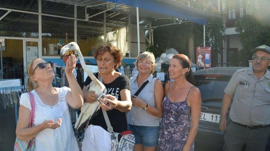 Hayvan Dostları Flamingoya Sahip &Ccedil;ıktı