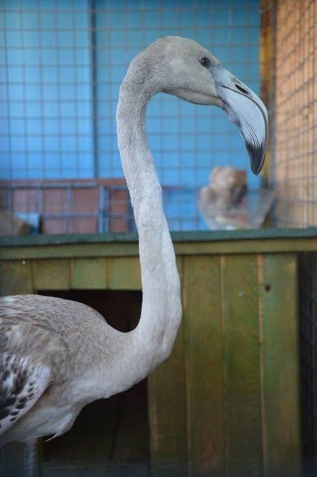 Hayvan Dostları Flamingoya Sahip Çıktı