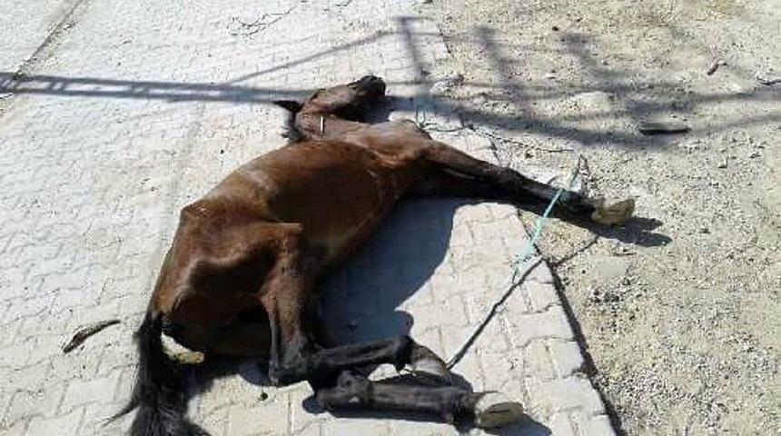 Aşırı Y&uuml;ke Dayanamayıp D&uuml;şen Atı &Ouml;l&uuml;me Terk Ettiler