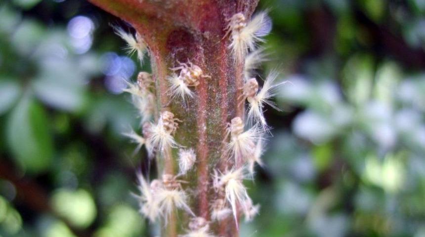 Ricania Sim&uuml;lans Karadeniz&rsquo;i İstila Etti