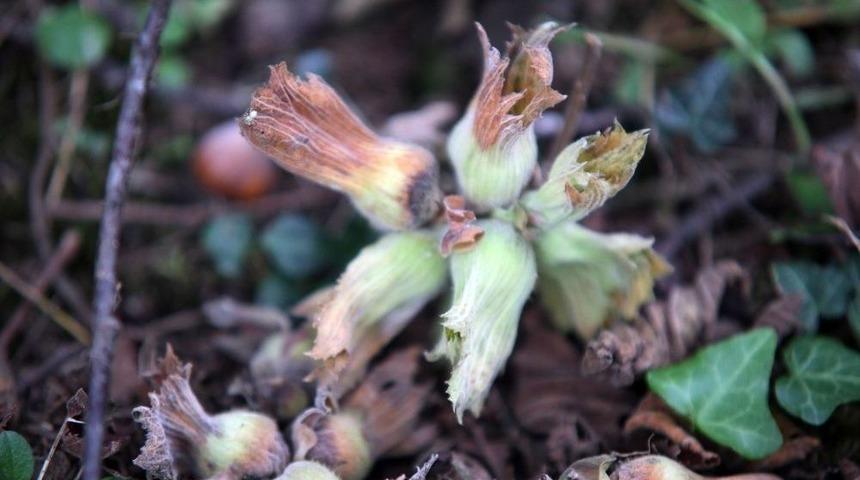 Fındık Fiyatı Geriledi