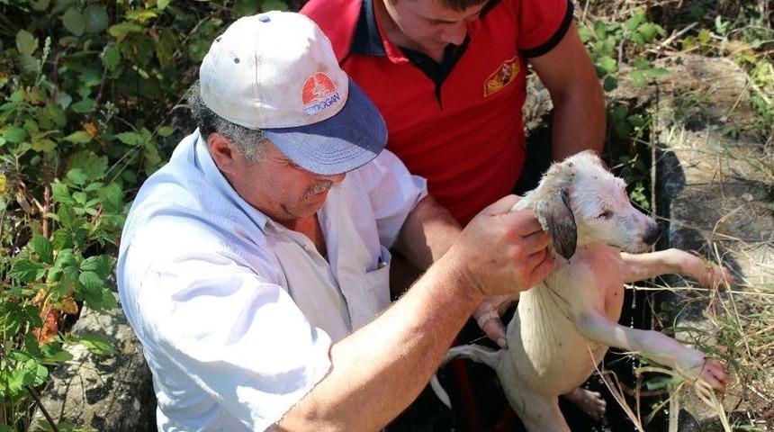 Kuyudaki Mazgala Sıkışan Yavru K&ouml;peği İtfaiye Kurtardı