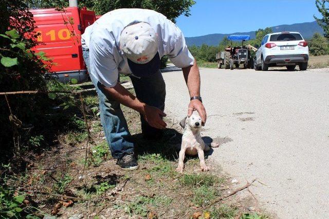 Kuyudaki Mazgala Sıkışan Yavru Köpeği İtfaiye Kurtardı