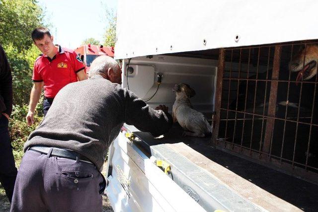 Kuyudaki Mazgala Sıkışan Yavru Köpeği İtfaiye Kurtardı