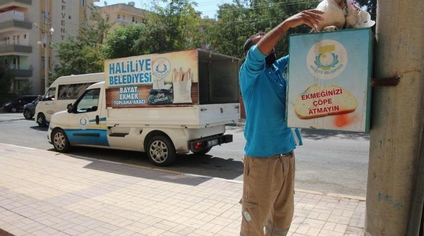Şanlıurfa&rsquo;da Bayat Ekmekler Doğal Yaşama Kazandırılıyor