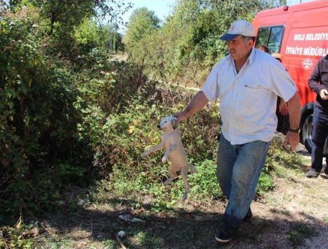 Kuyuda Mahsur Kalan Yavru Köpeği Itfaiye Kurtardı