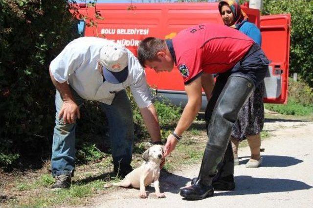 Kuyuda Mahsur Kalan Yavru Köpeği Itfaiye Kurtardı