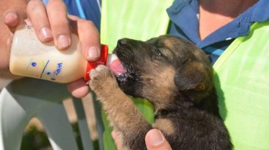B&uuml;nyan Belediyesi Annelerinin Terk Ettiği K&ouml;peklere Sahip &Ccedil;ıktı