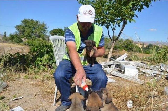 Bünyan Belediyesi Annelerinin Terk Ettiği Köpeklere Sahip Çıktı