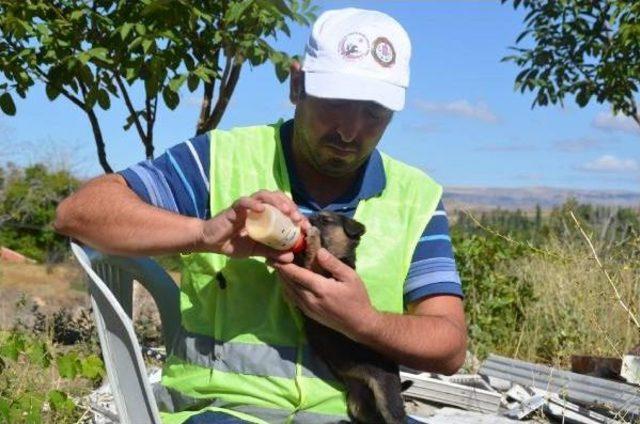 Bünyan Belediyesi Annelerinin Terk Ettiği Köpeklere Sahip Çıktı