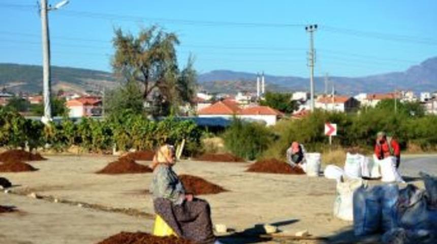 &Uuml;z&uuml;mler &Ccedil;uvala Girdi, &Uuml;retici Fiyat Bekliyor