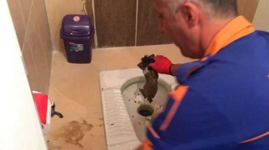 Tuvalet Deliğine D&uuml;şen Kedi Kurtarıldı