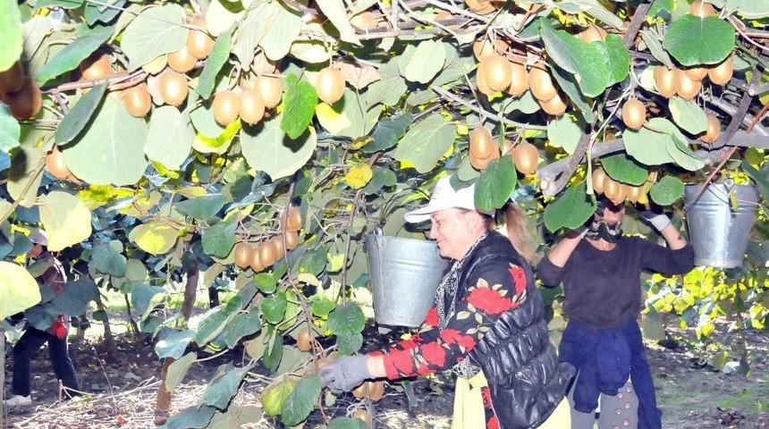 Beşli: "tersaneler Kiviyi Bitiriyor"