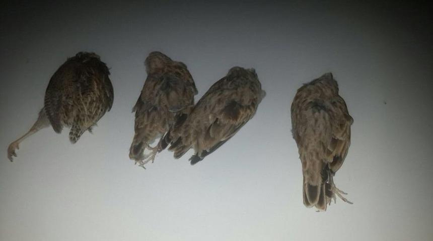 G&ouml;lbaşı İl&ccedil;esinde Ka&ccedil;ak Avcılara Ge&ccedil;it Yok