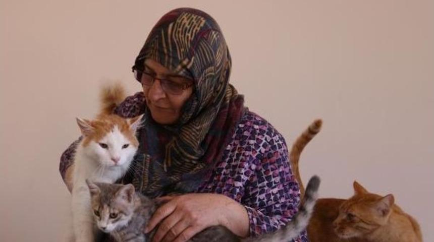 300 Kediyi Sahiplendirdi, 100 Kedinin Bakımını Yapıyor