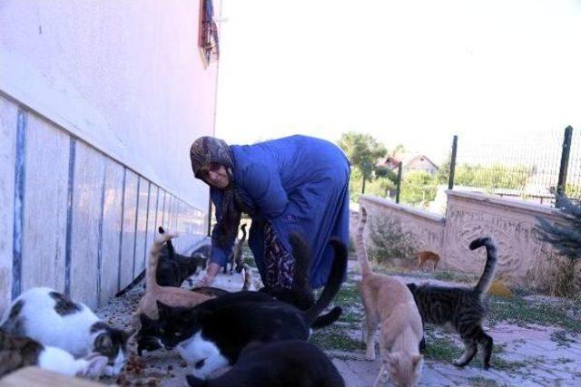 300 Kediyi Sahiplendirdi, 100 Kedinin Bakımını Yapıyor