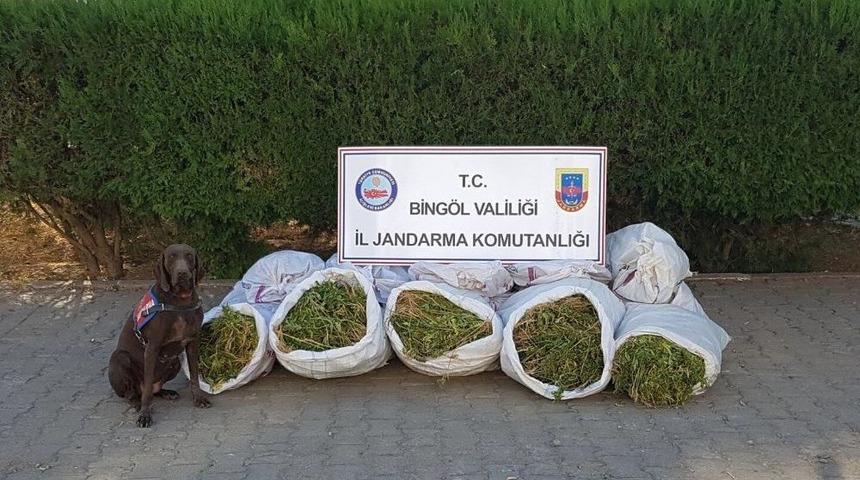 Bing&ouml;l&rsquo;de 1 Milyon K&ouml;k Hint Keneviri Ele Ge&ccedil;irildi