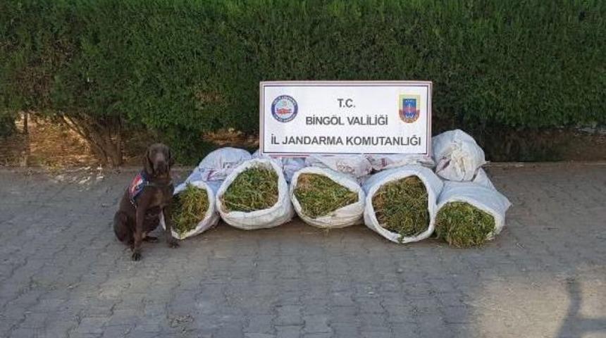 Bing&ouml;l'de 1 Milyon 50 Bin K&ouml;k Hint Keneviri Ele Ge&ccedil;irildi