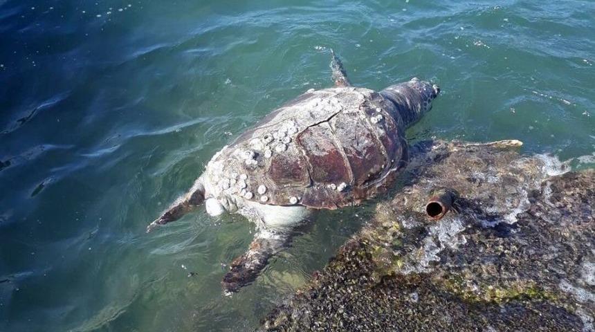 Milas&rsquo;ta Bir Caretta Caretta &Ouml;l&uuml;s&uuml; Daha Kıyıya Vurdu