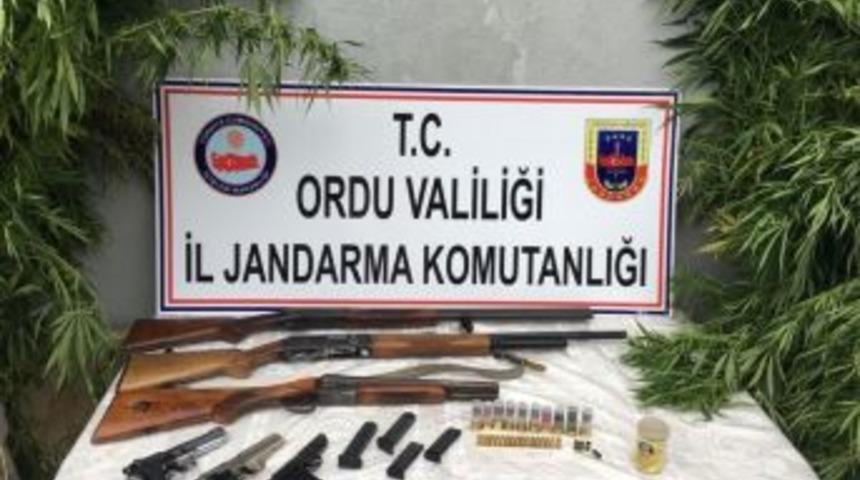 Ordu&rsquo;da Kenevir Operasyonu