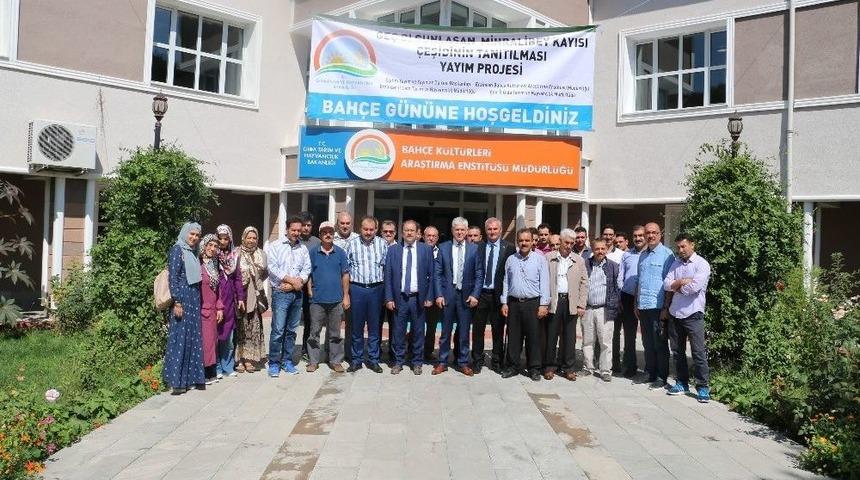 Erzincan&rsquo;da Eyl&uuml;l&rsquo;de Kayısı Hasadı